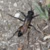 Podalonia hirsuta